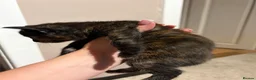 Mixed Breed cats for sale: Kittens  in Dewsbury - Advert 3