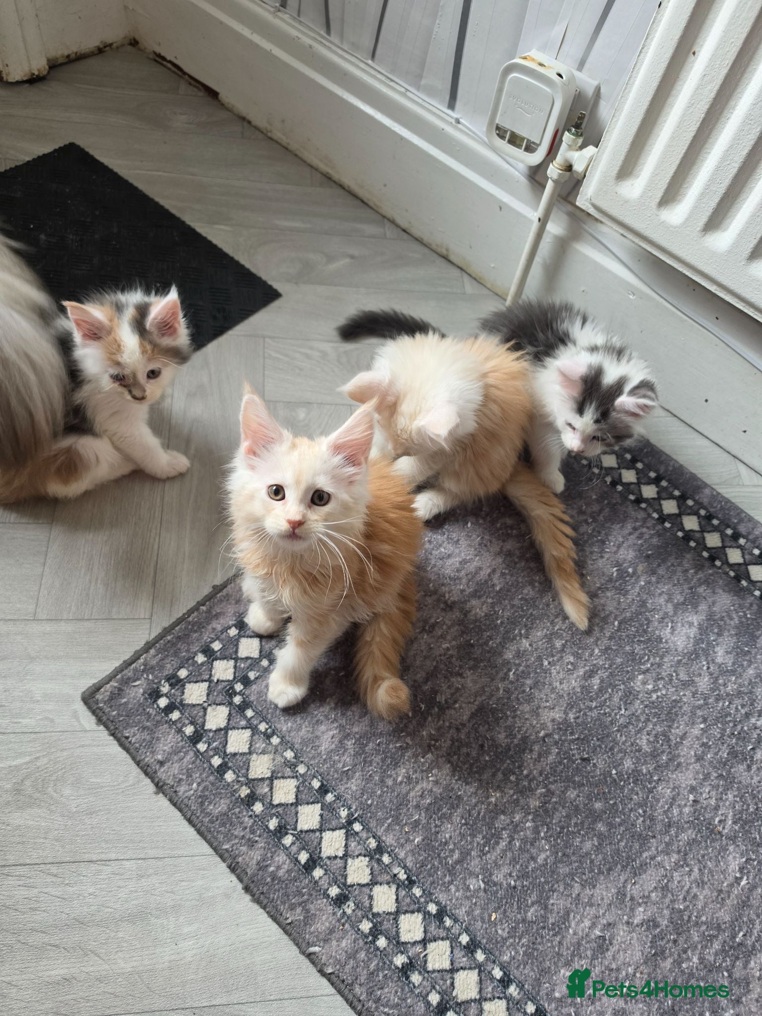 Maine Coon cats PEDIGREE MAINE COON KITTENS  - Advert 3