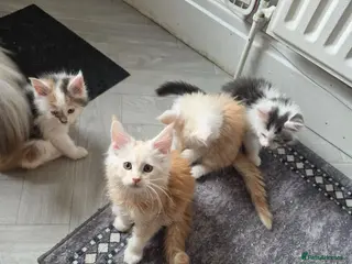 Maine Coon cats PEDIGREE MAINE COON KITTENS - Advert 3