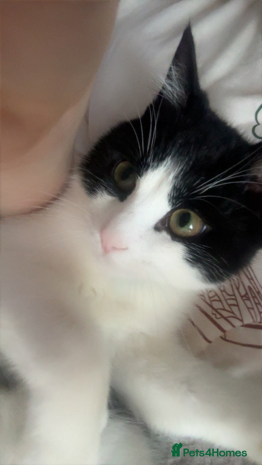 Mixed Breed cats for sale: Kitten needs rehoming - Advert 1