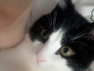 Mixed Breed cats Kitten needs rehoming - Advert 1