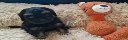 Cavapoo dogs for sale: Stunning Black and Tan Cavapoo puppies - Advert 9