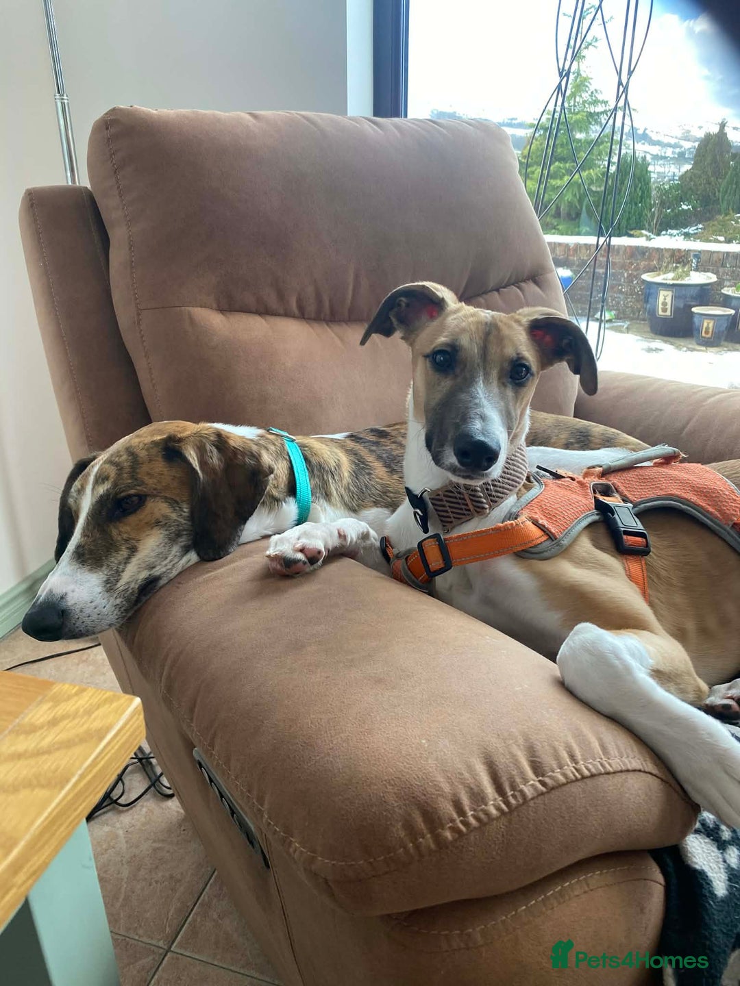 Lurcher dogs for adoption: LENNY, 6-month-old male lurcher in rescue - Advert 4