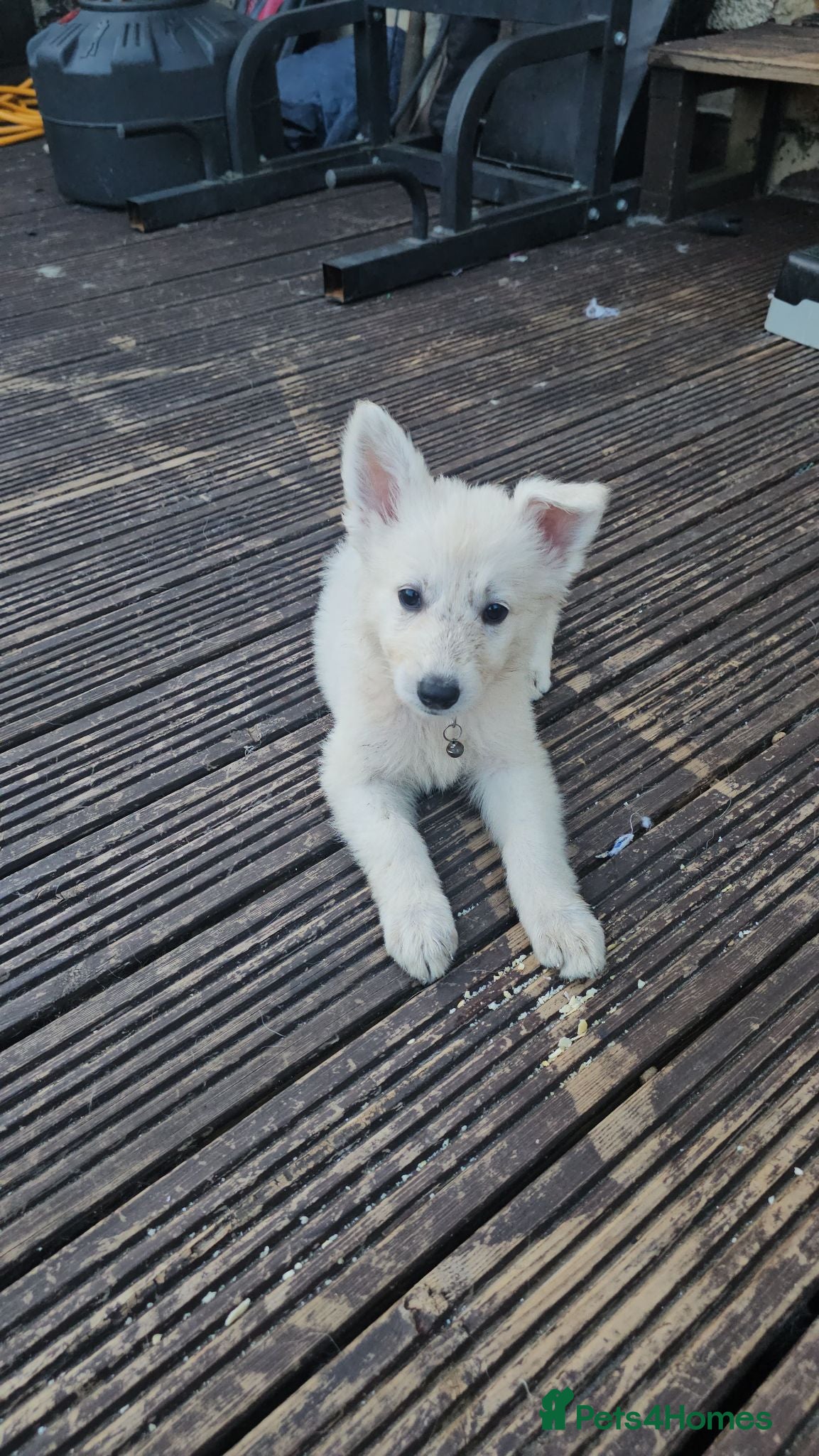 German Shepherd dogs *2 girls remaining *White german shepherd pup  - Advert 2