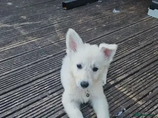 German Shepherd dogs *2 girls remaining *White german shepherd pup - Advert 2