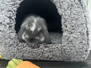 Mini Lop rabbits Beautiful, friendly mini lops - Advert 1