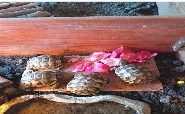 Tortoise reptiles - Advert 11