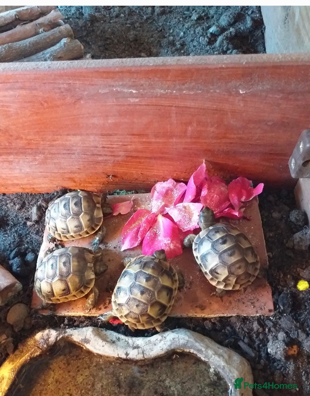 Tortoise reptiles for sale: Tortoise Hatchlings for sale - Image 1