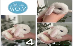 Mini Lop rabbits for sale: Mini lop babies available  - Image 5