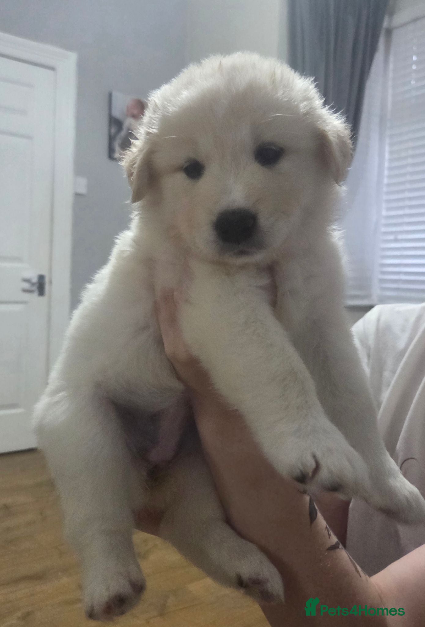 Mixed Breed dogs Beautiful rare Retriever/Collie & Samoyed Puppies. - Advert 1