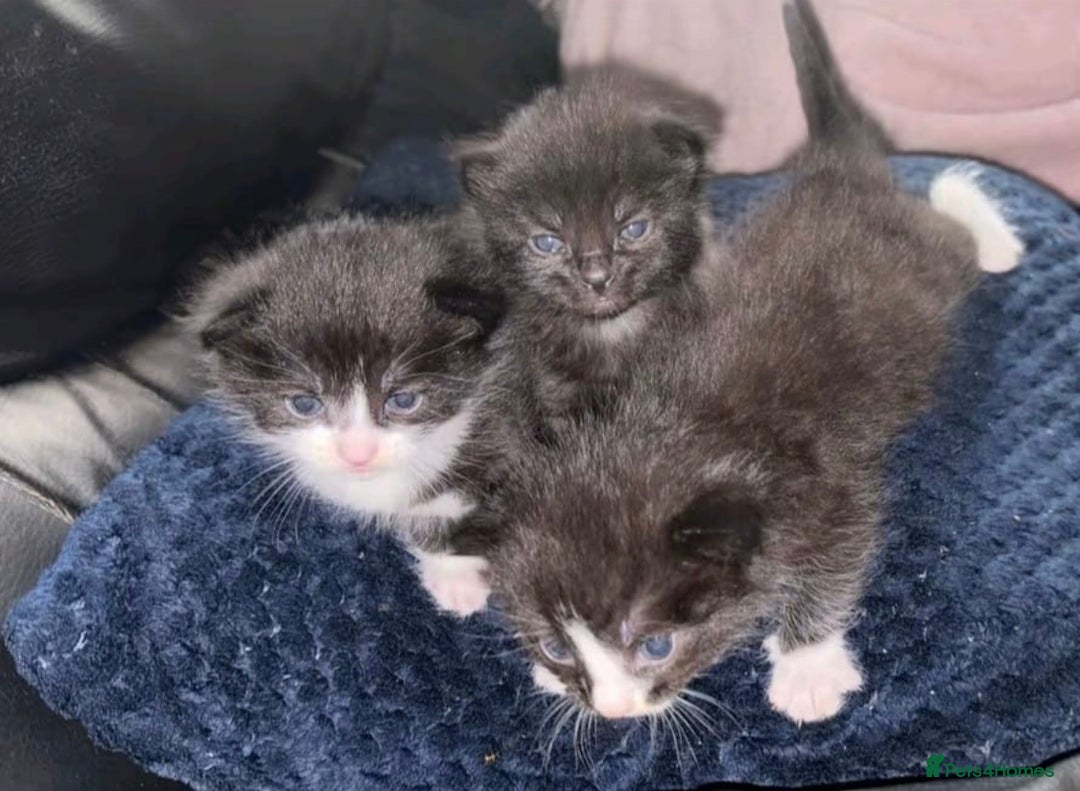 British Shorthair cats for sale: Kittens  - Image 3