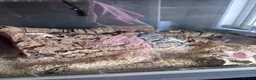 Corn Snake reptiles for sale: 2.5 year male corn snake and vivarium - Advert 7