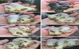 Mouse rodents for sale: Siamese, satin and black female mice  - Image 1