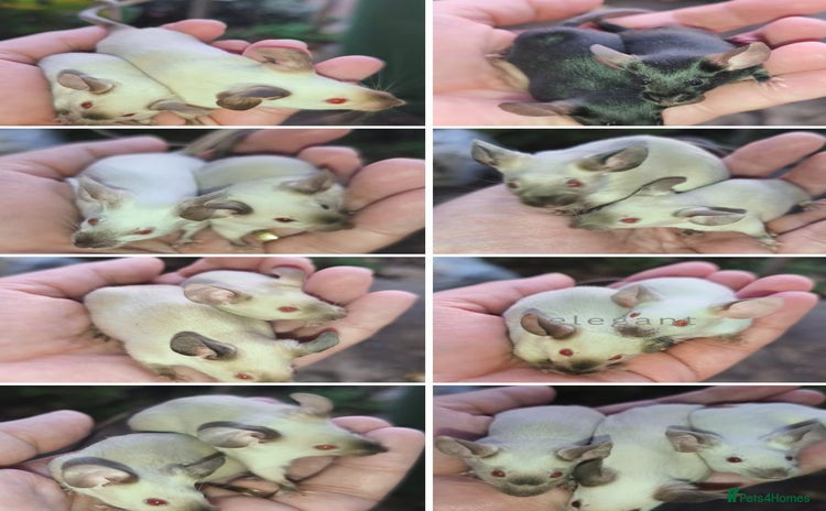 Mouse rodents - Advert 1