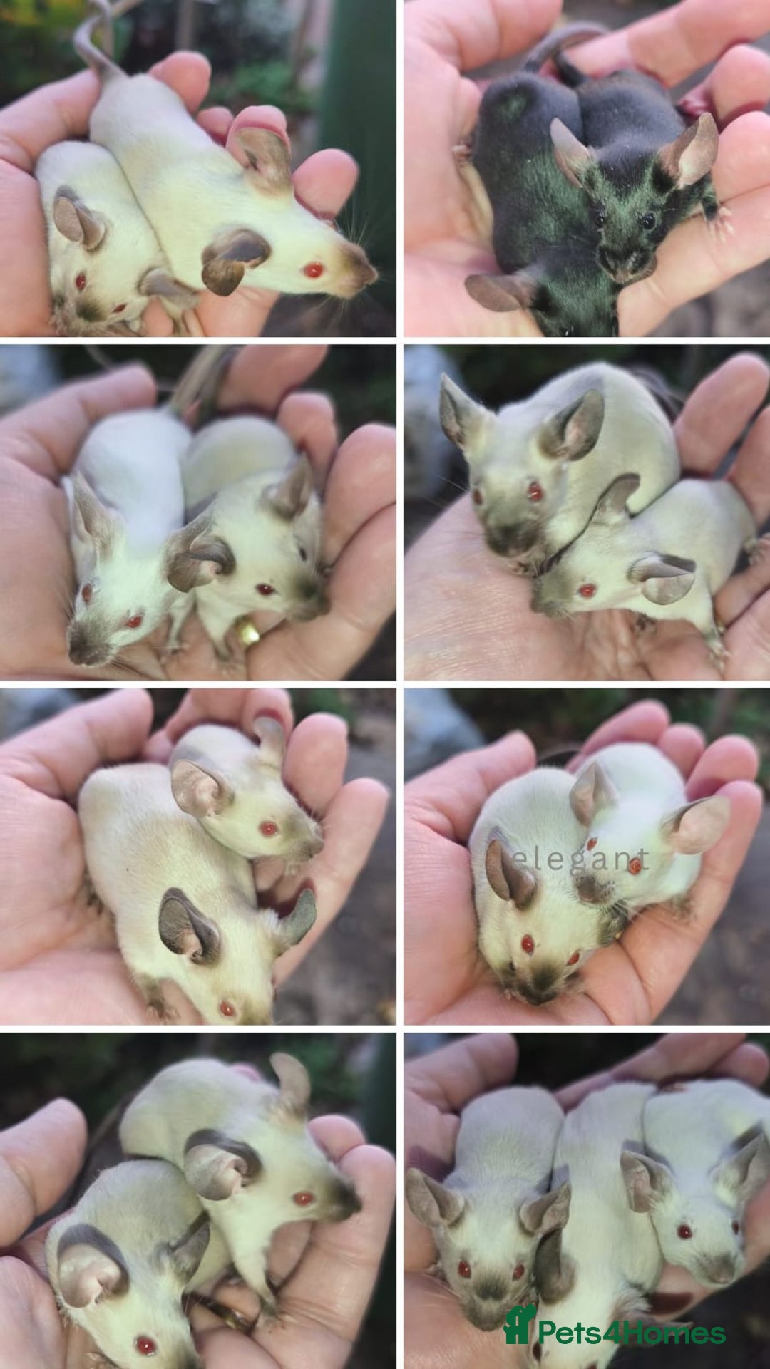 Mouse rodents for sale: Siamese, satin and black female mice  - Image 1
