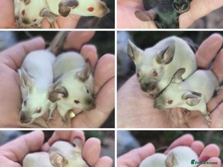 Mouse rodents - Advert 1