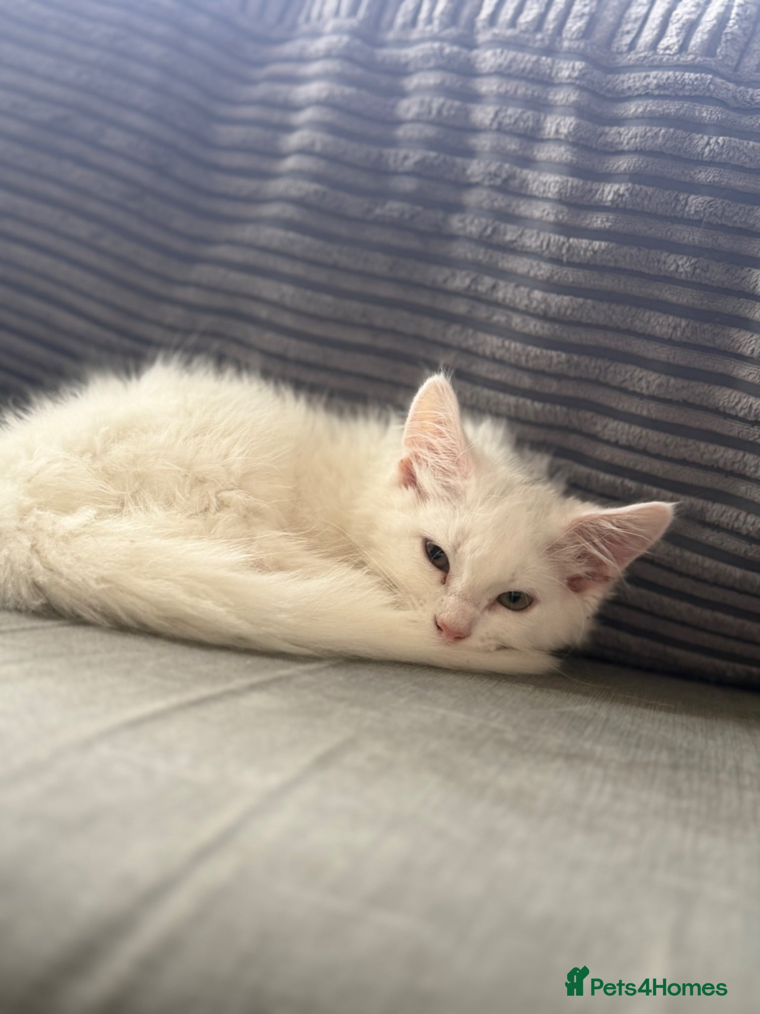 European cats for sale: £20-£50 kittens ready to go - Advert 6