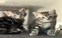 Mixed Breed cats for sale: 5 cute kittens for sale.  - Image 5