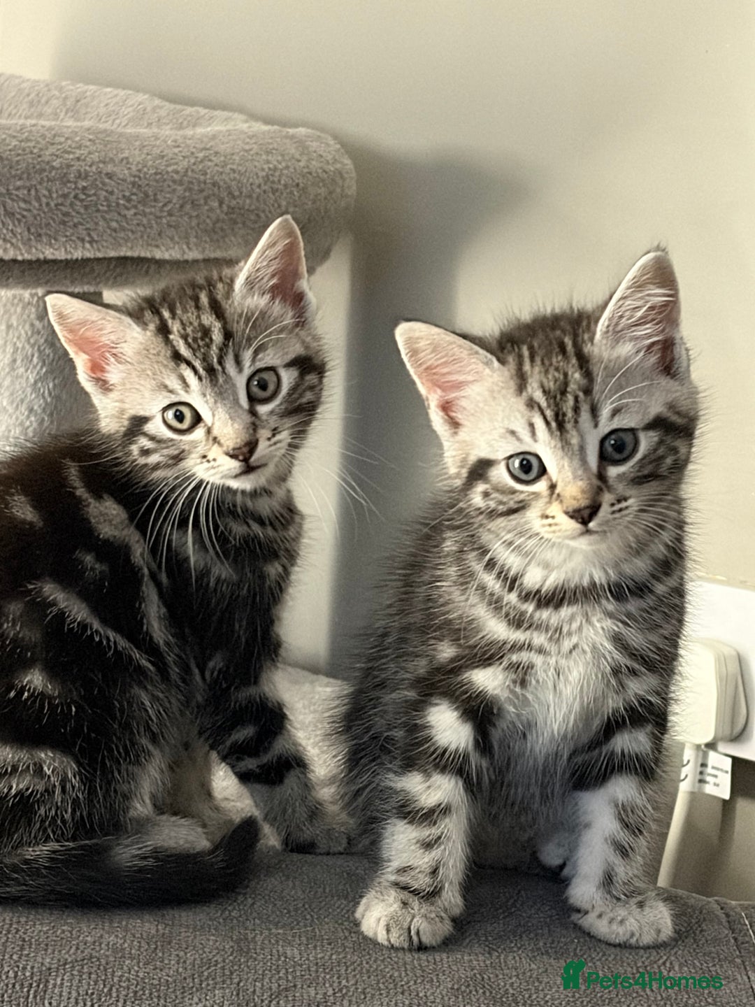 Mixed Breed cats for sale: 5 cute kittens for sale.  - Image 5