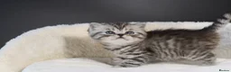 Scottish Fold cats for sale: NEW LITTER 3w old BOYS LICENSED CATTERY - Advert 12