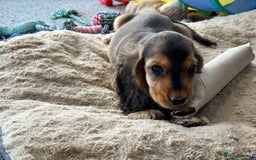 Cocker Spaniel dogs for sale: Handsome boys - Image 4
