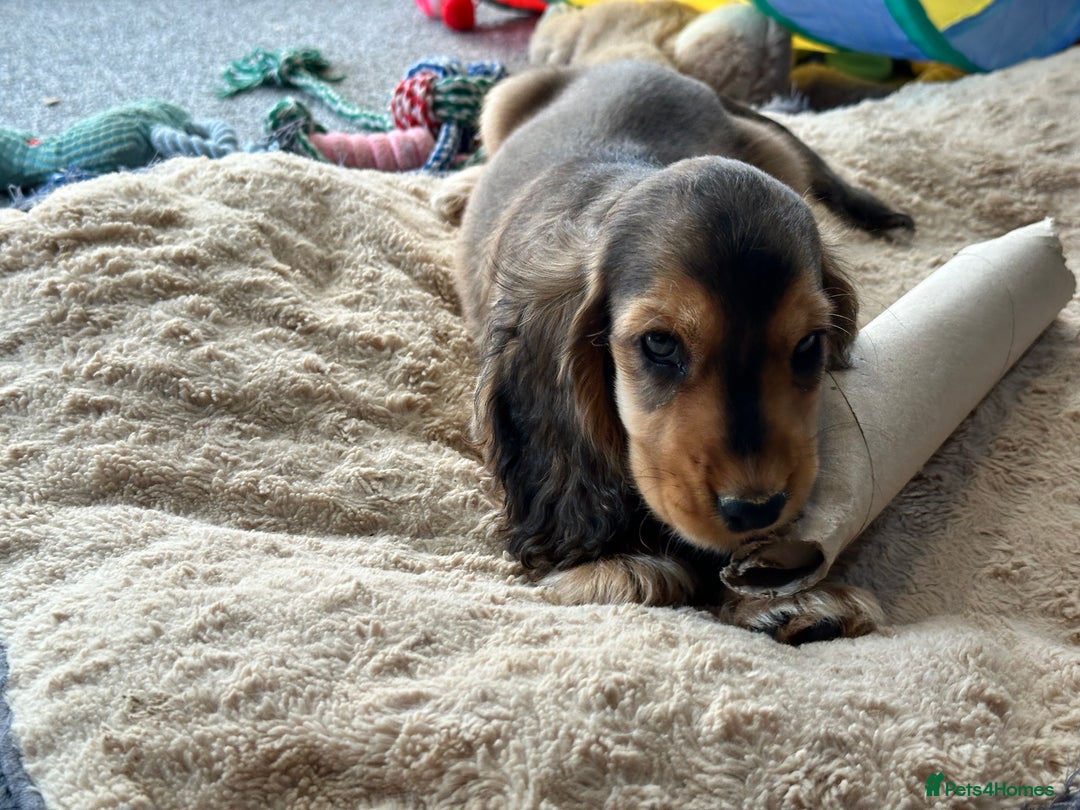 Cocker Spaniel dogs for sale: Handsome boys - Image 4