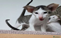 Oriental cats for sale: 2 beautiful pedigree kittens  - Image 3