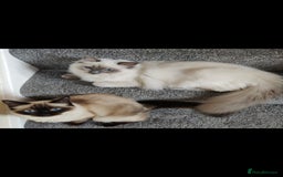 Ragdoll cats for sale: Pedigree Ragdoll Kittens  - Image 2