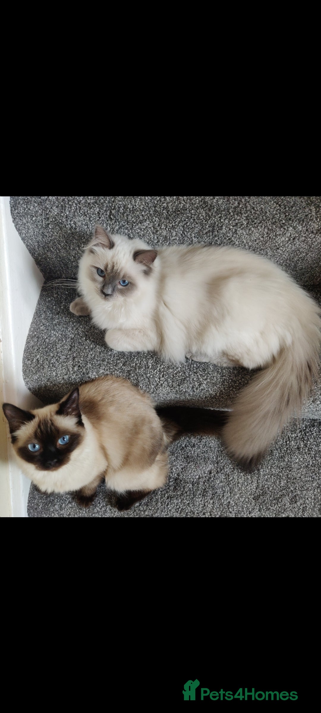 Ragdoll cats for sale: Pedigree Ragdoll Kittens  - Image 2
