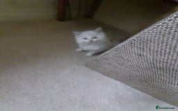 Ragdoll cats for sale: Ragdoll kittens.  - Image 3