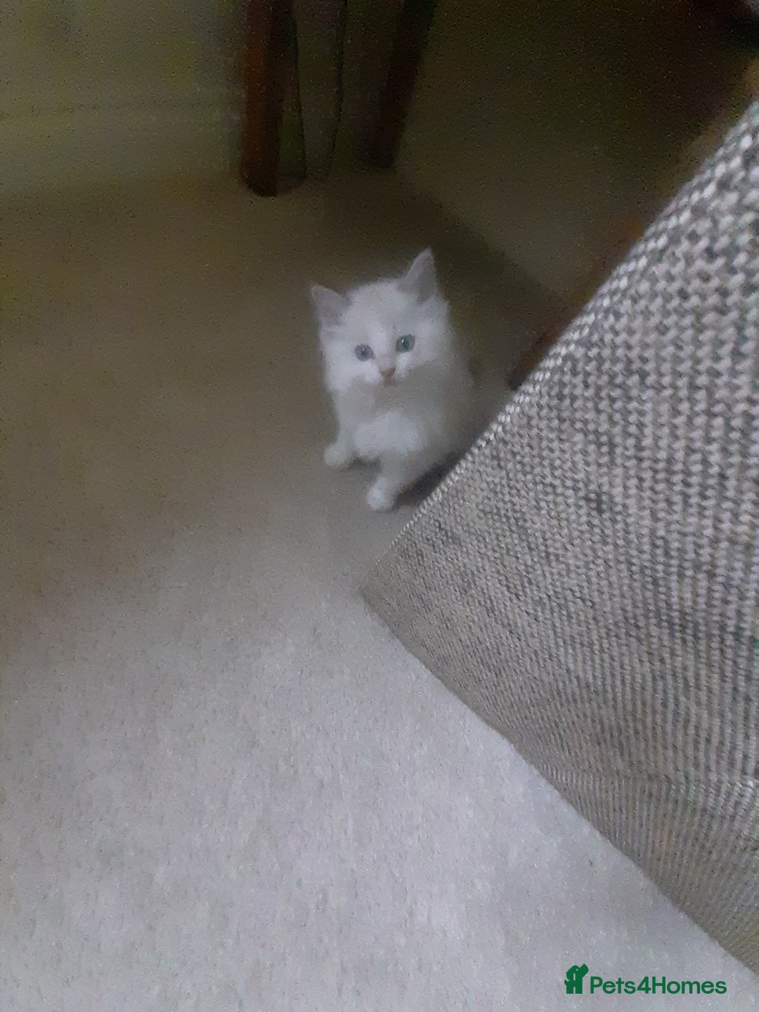 Ragdoll cats for sale: Ragdoll kittens.  - Image 3