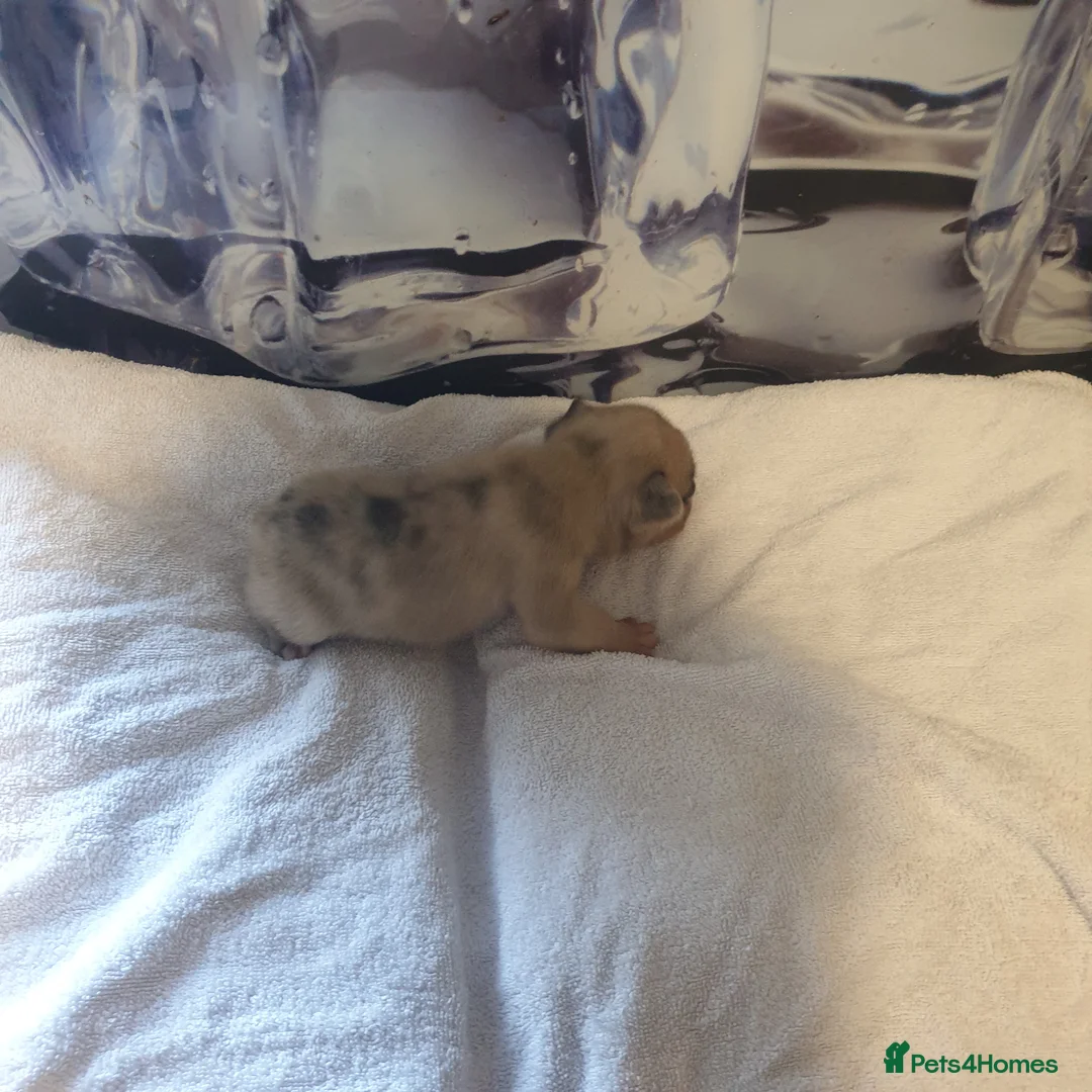 French Bulldog dogs for sale: 4French bulldog puppies 5weeks old kc registered  - Advert 9