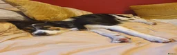 Border Collie dogs for sale: Border Collie - Advert 22