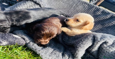Cocker Spaniel dogs - Advert 6