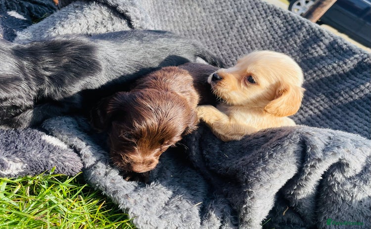 Cocker Spaniel dogs - Advert 8