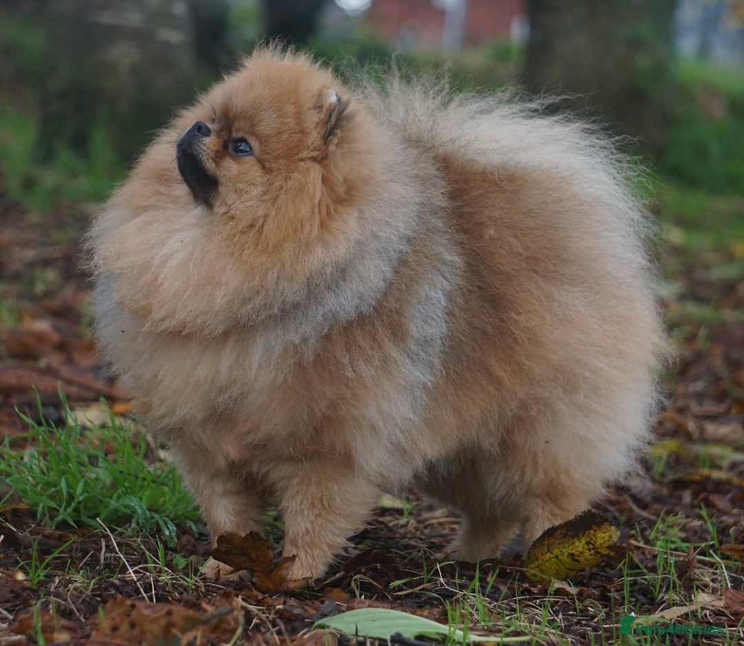 Pomeranian dogs for sale: Beautiful Pomeranian male for forever home  - Image 2