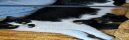 Mixed Breed cats for sale: Gorgeous kittens  in Ware - Advert 2