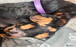 Miniature Dachshund dogs for sale: Blue/tan/dapple KC registered miniature dachshunds in Heywood - Image 24