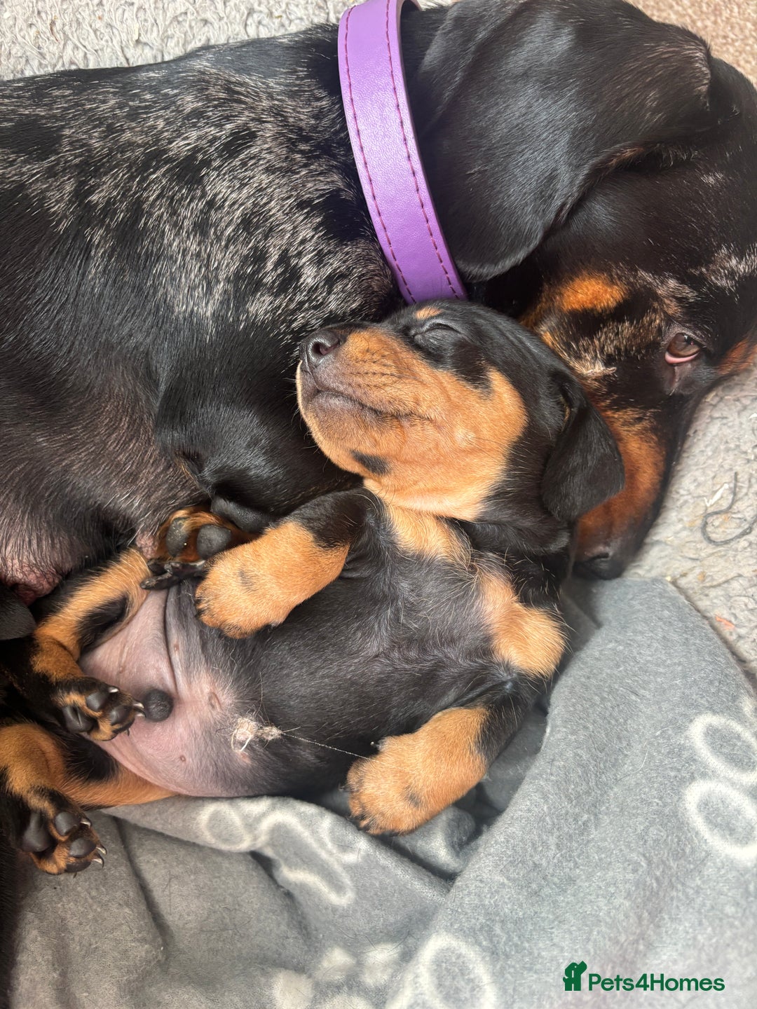 Miniature Dachshund dogs for sale: Blue/tan/dapple KC registered miniature dachshunds in Heywood - Image 24