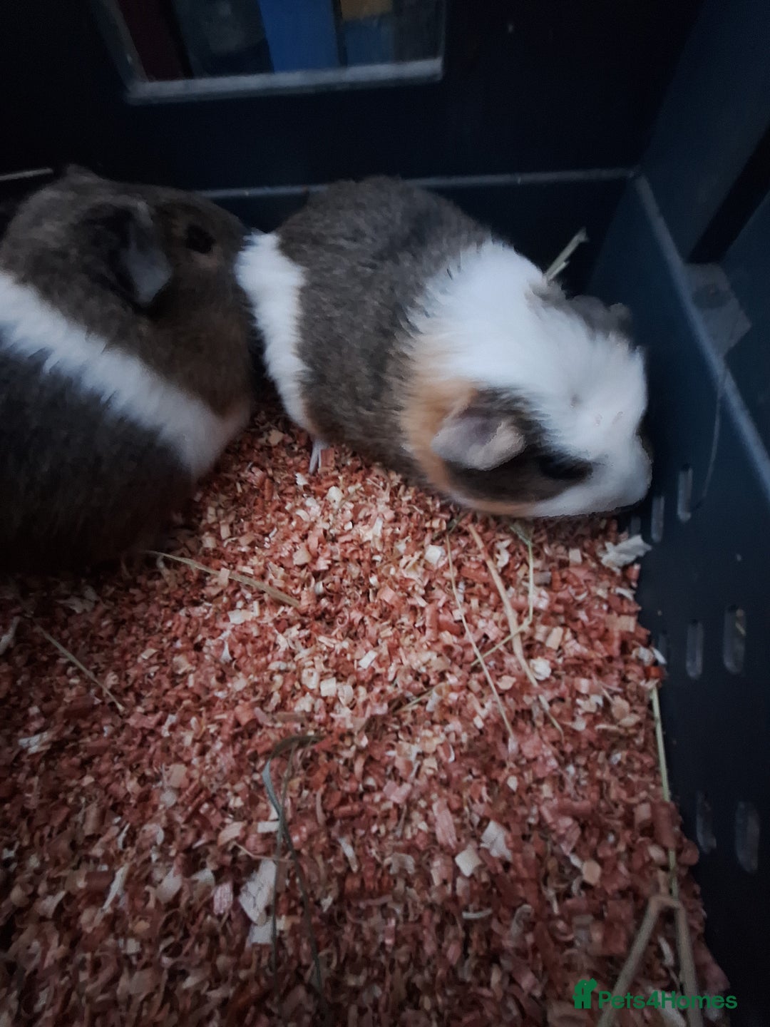 Guinea Pig rodents for sale: 4 Baby male guinea pigs for sale £40 a pair  - Advert 3