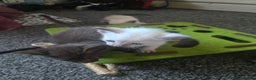 Siamese cats for sale: Only one c/point siamese little girl avaliable  - Advert 6
