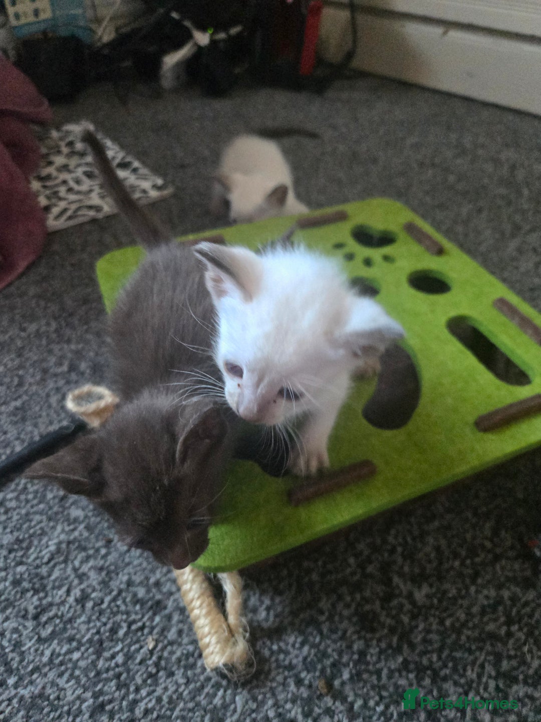 Siamese cats for sale: Beautiful 2 Havana browns and 2 C/ point siamese  - Image 5