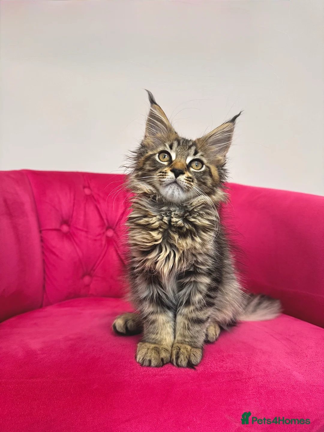 Maine Coon cats for sale: MaineCoon Kittens 🏆20+Gen🧬 Outstadning Pedigree - Advert 4