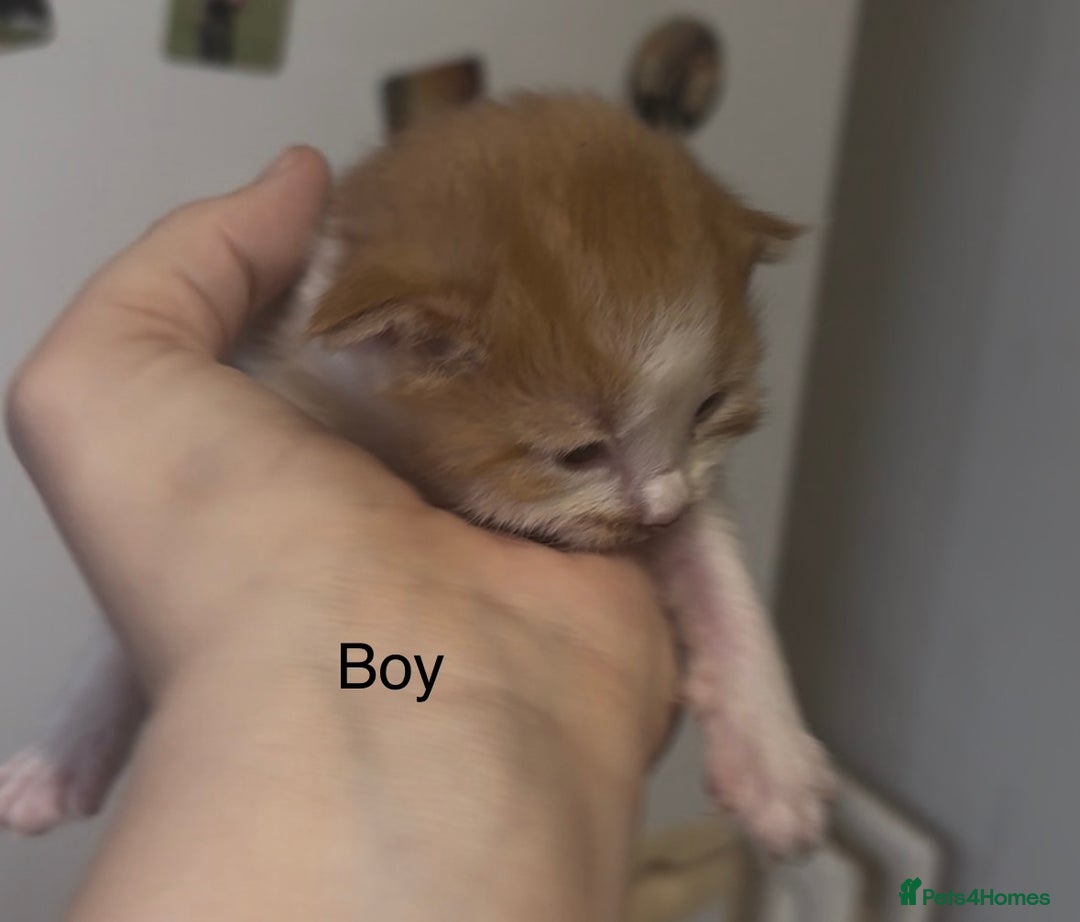 Mixed Breed cats for sale: Beautiful Kittens For Sale  - Advert 3