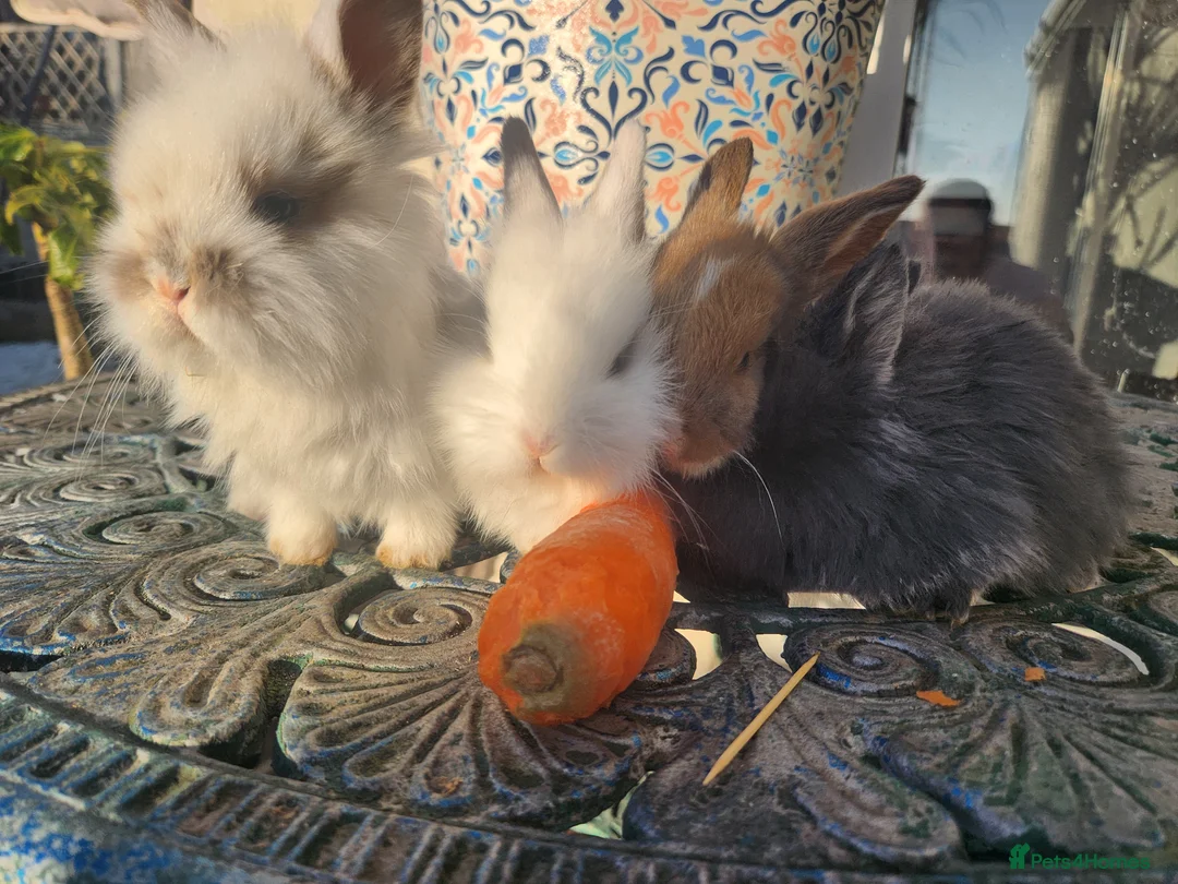 Lionhead rabbits for sale: CUTE BLUE EYES BABY Lionheads double mane. B - Advert 2
