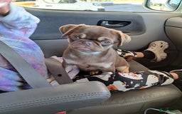 Pug dogs for sale: Chocolate and tan 6 month old female 💗 - Image 5