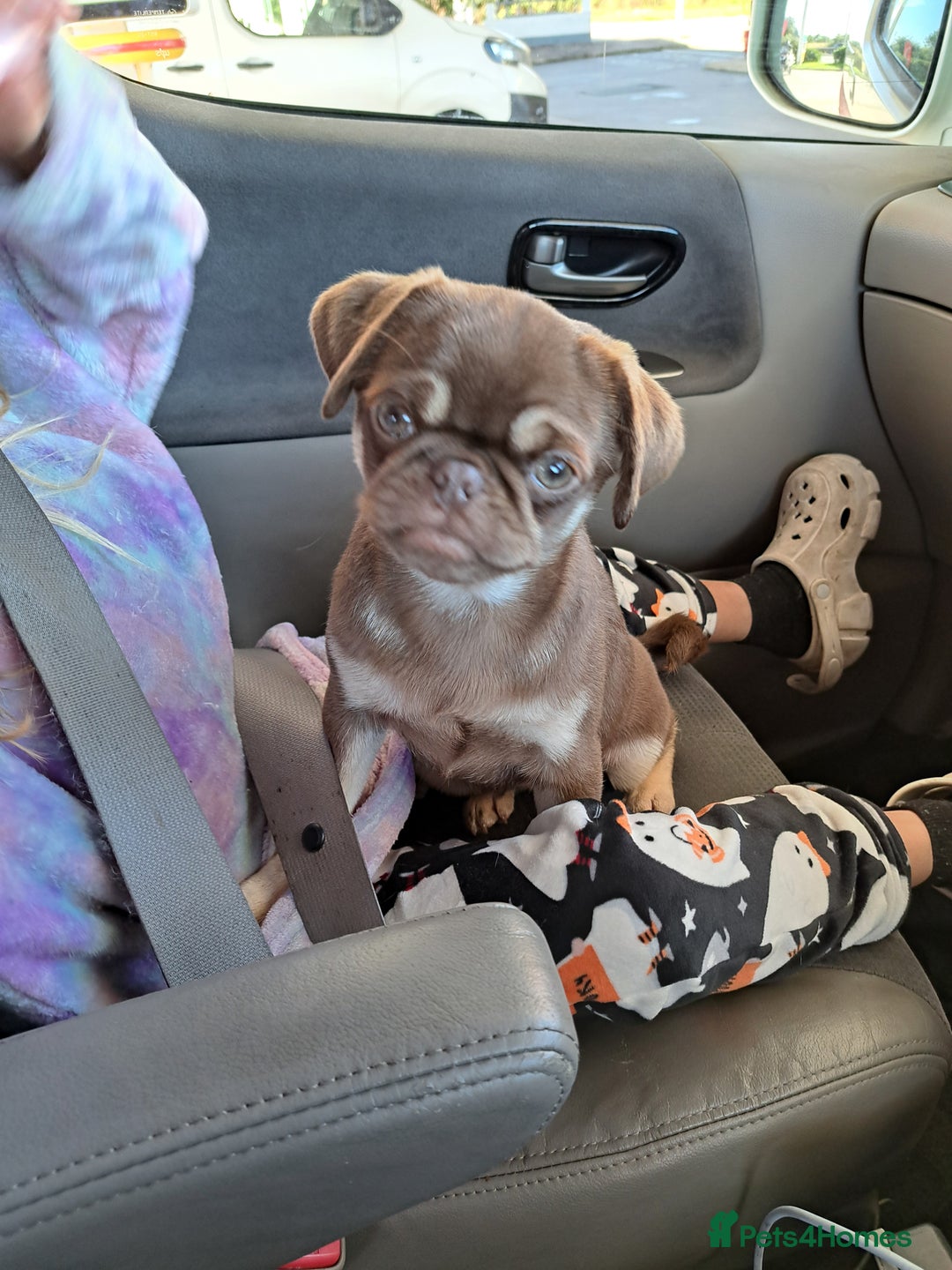 Pug dogs for sale: Chocolate and tan 6 month old female 💗 - Image 5
