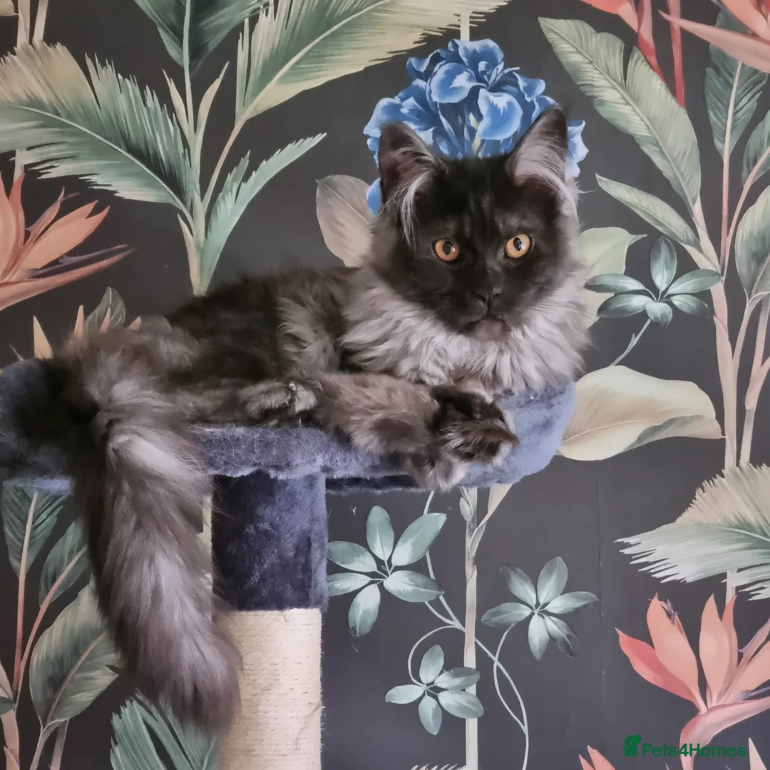 Maine Coon cats for sale: Maine coon kittens - Advert 6