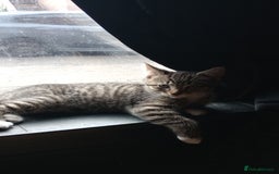 Mixed Breed cats for sale: 3 ADORABLE STRIPEY FURBALLS  - Image 11