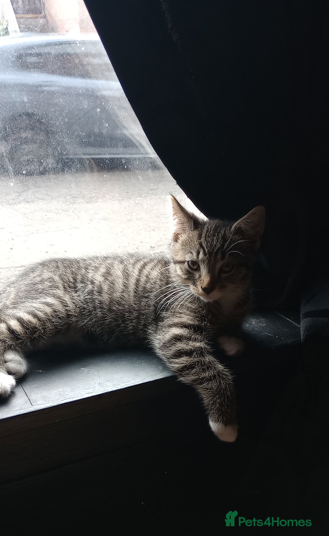 Mixed Breed cats for sale: 3 ADORABLE STRIPEY FURBALLS  - Image 11